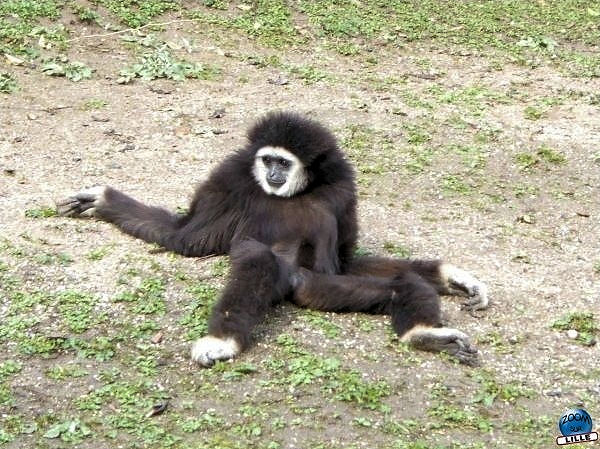 quels animaux au zoo de lille